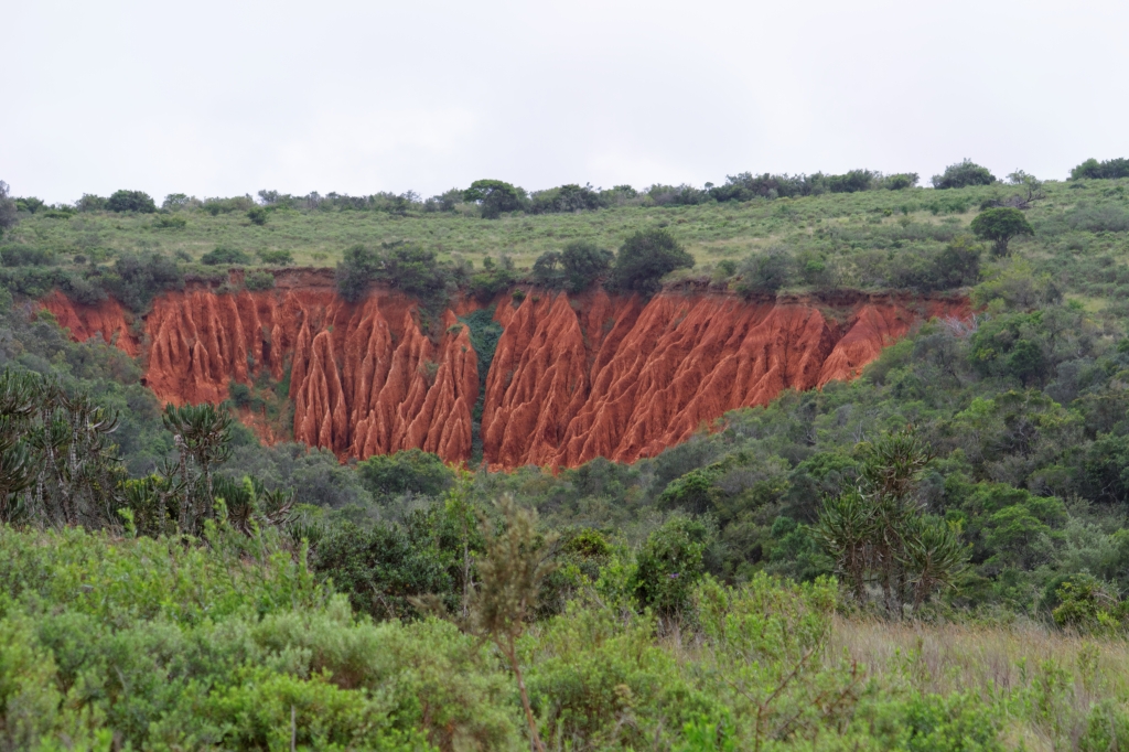 06 - Addo Elephant NP (7).jpg